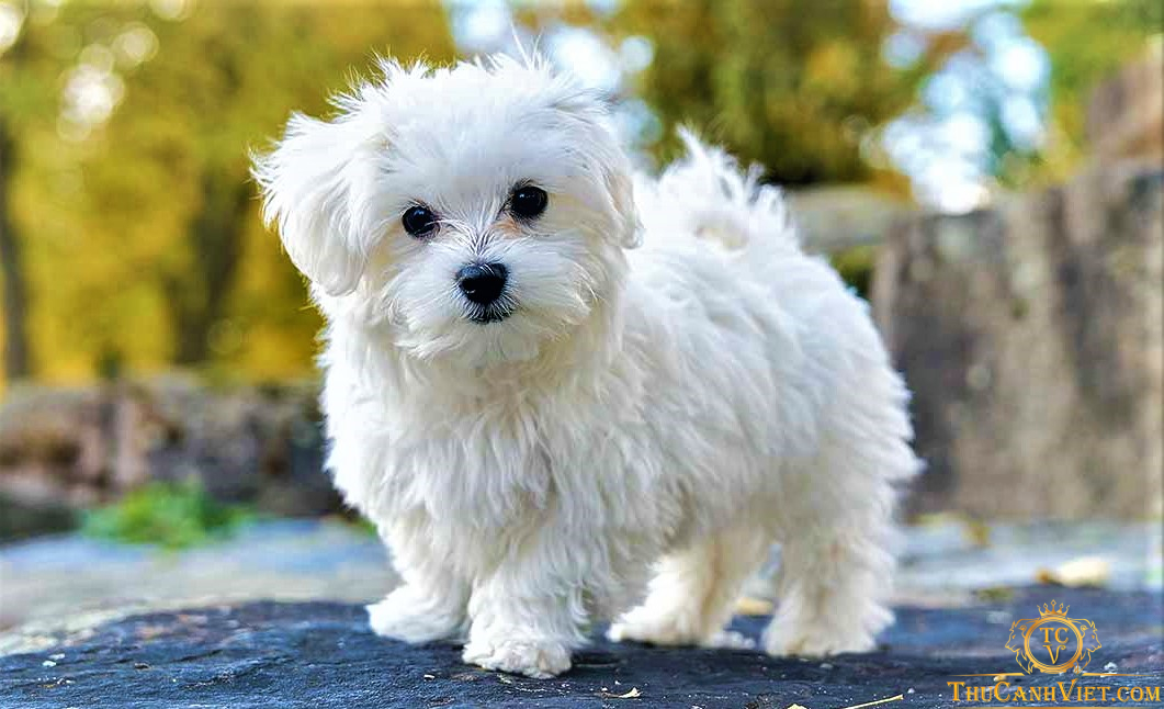 Chó Maltese nhỏ nhắn xinh xắn