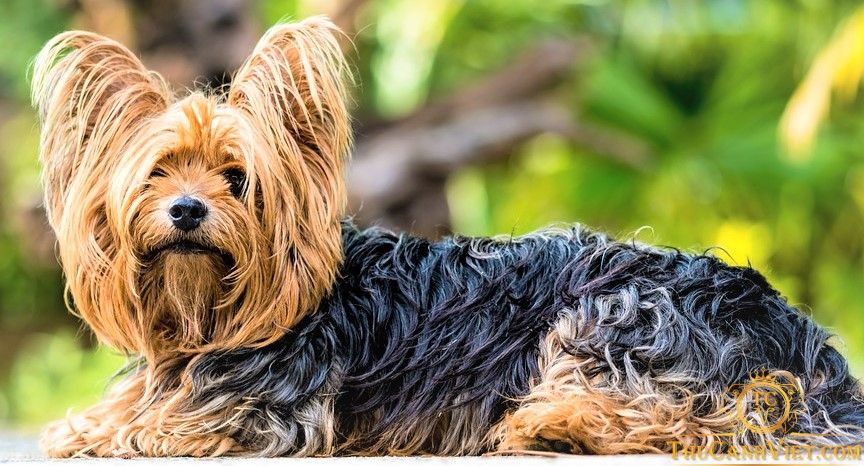 Chó yorkshire terrier thuần chủng trưởng thành