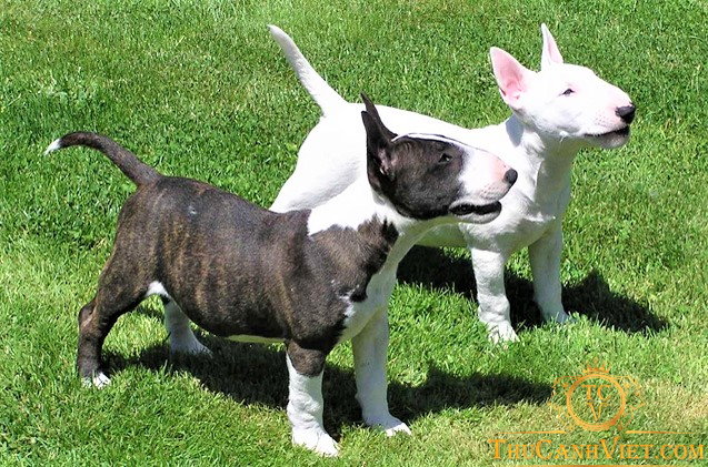 Giống miniature bull terrier màu vện và trắng khi nhỏ