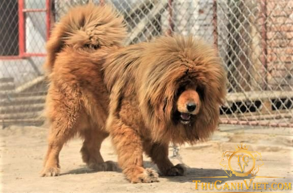 Khuôn mặt chó Ngao Tây Tạng khá giống mặt con sư tử