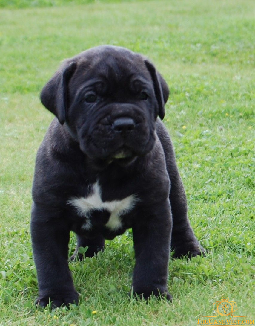 Chó Ngao Ý màu đen 2 tháng tuổi