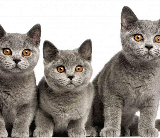 Short hair cat blue - Màu mèo ưa chuộng nhất