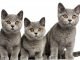 Short hair cat blue - Màu mèo ưa chuộng nhất