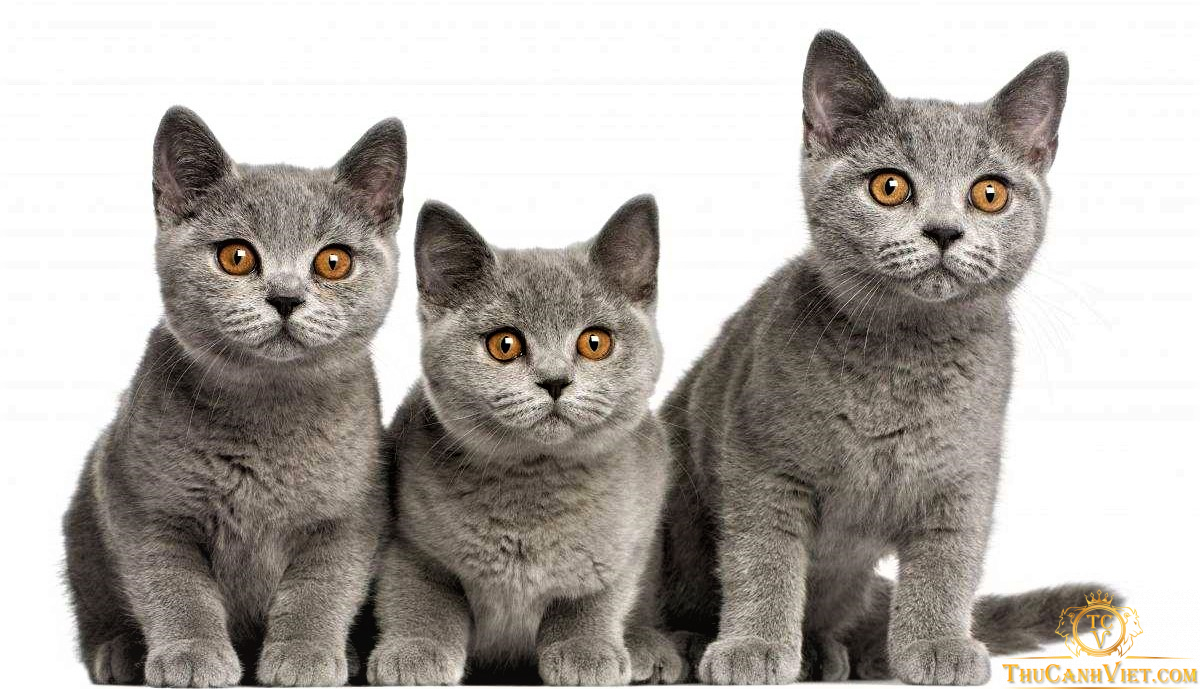 Các loại mèo Anh lông ngắn theo màu phổ biến nhất