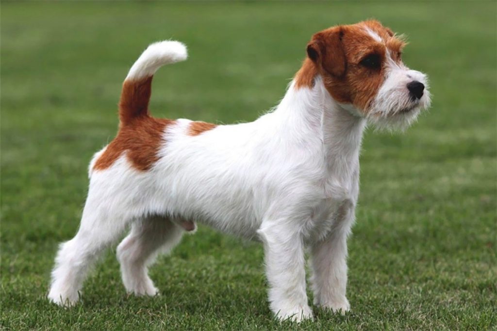 Chó sục Jack Russell Terrier- giống chó nhỏ thông minh và ranh mãnh,