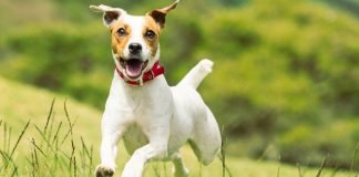 Chó sục Jack Russell Terrier- giống chó nhỏ thông minh và ranh mãnh