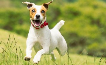 Chó sục Jack Russell Terrier- giống chó nhỏ thông minh và ranh mãnh