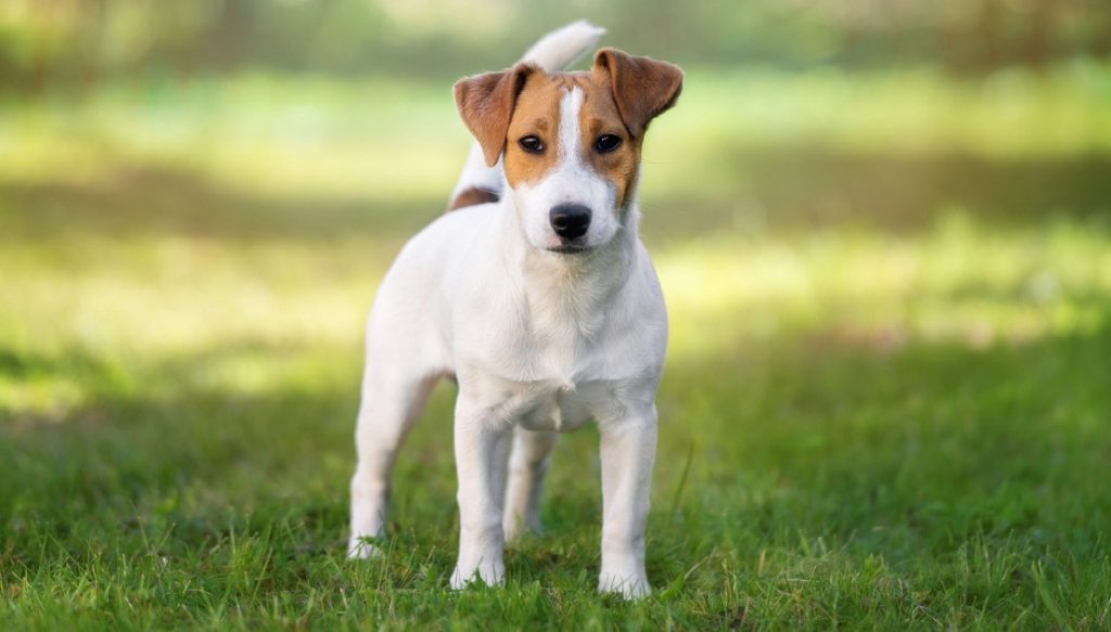 Lưu ý khi nuôi dưỡng chó sục Jack Russell Terrier      