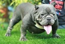 Chó Bully blue - Màu hiếm và đắt nhất