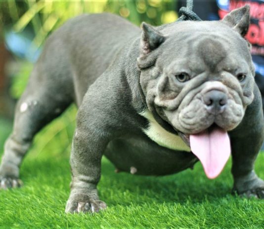 Chó Bully blue - Màu hiếm và đắt nhất