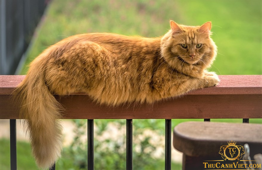 maine coon cat - meo my long dai