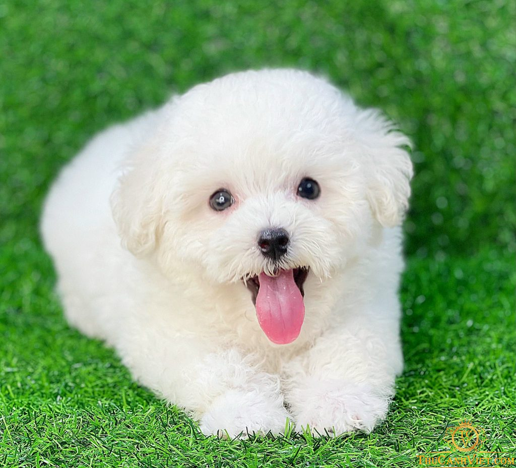 Bộ Sưu Tập Hình ảnh Chó Poodle Siêu đẳng Với Hơn 999 Hình ảnh đủ độ Nét Cao 4k