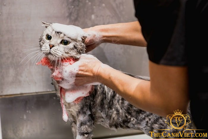tắm sấy cho mèo sạch sẽ