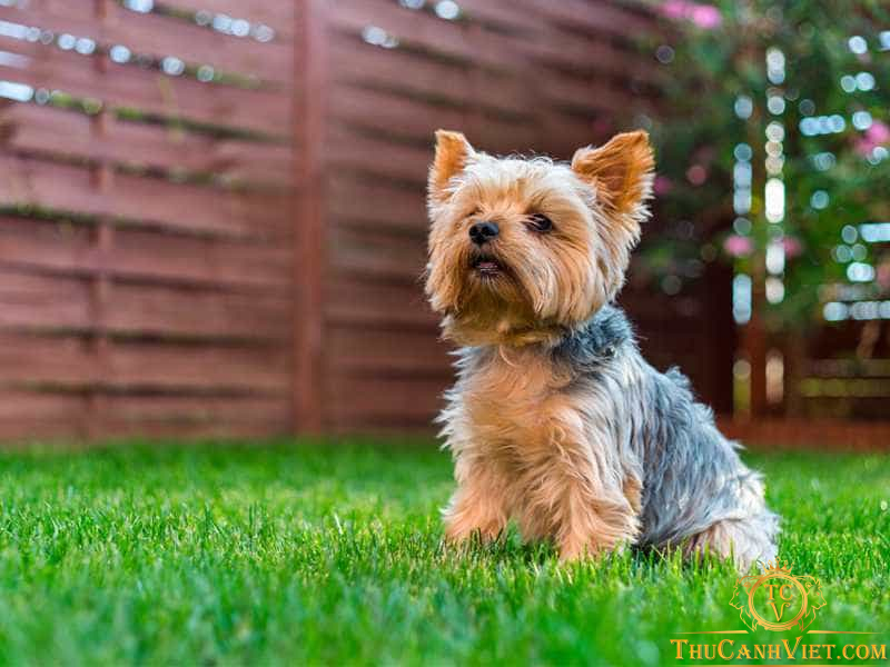 Chó Yorkshire - loài chó dễ thương và sang chảnh hàng đầu thế giới