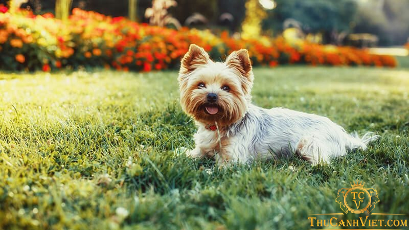 Chó Yorkshire - loài chó dễ thương và sang chảnh hàng đầu thế giới