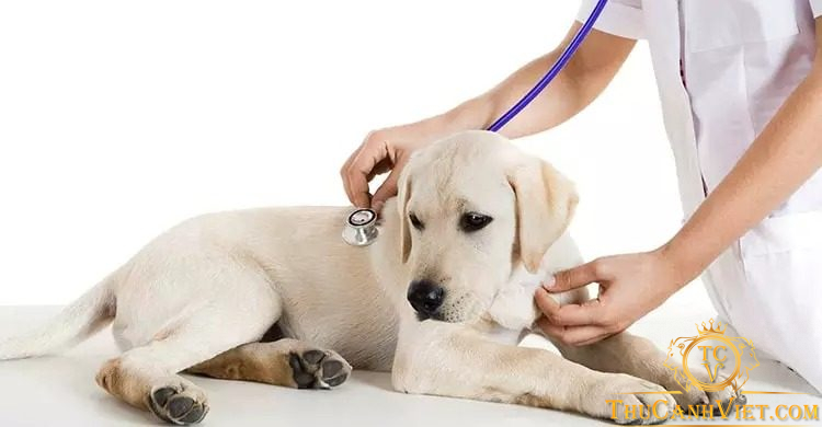 Bệnh giun sán trên chó: Nguyên nhân, triệu chứng và cách điều trị