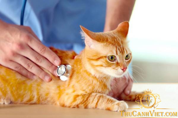 Bệnh nấm da ở mèo: Nguyên nhân, triệu chứng và cách điều trị