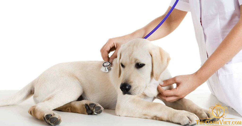 Bệnh viêm dạ dày ruột ở chó: Nguyên nhân và cách chữa trị