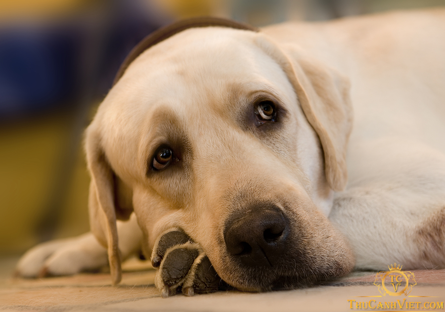 Bệnh viêm gan ở chó là bệnh gì? Nguyên nhân và cách điều trị