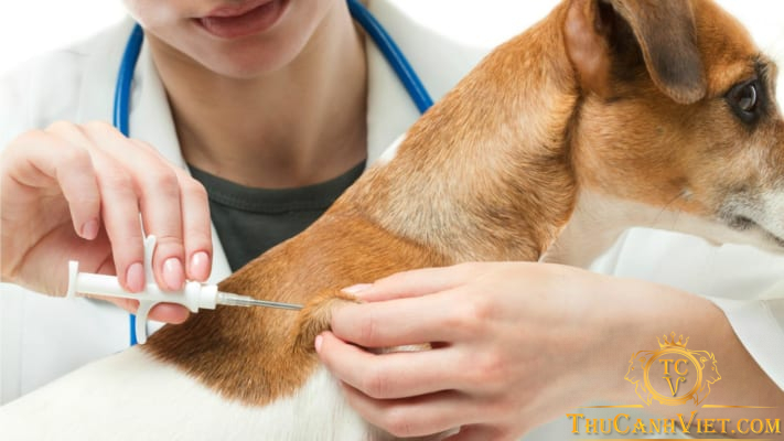 Bệnh Care ở chó là bệnh gì?