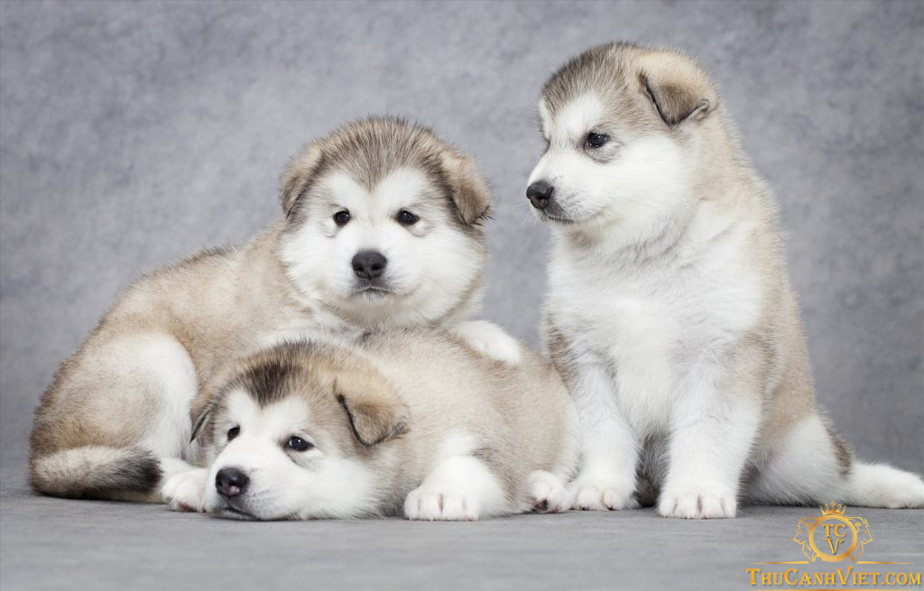 Tìm hiểu về chó Alaska - Giống chó tinh nghịch và đáng yêu nhất thế giới