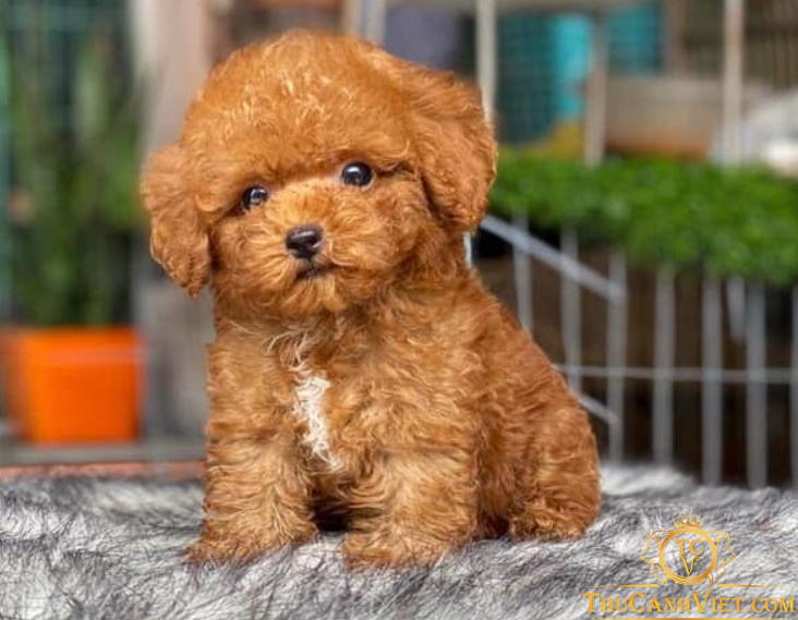 Chó Poodle - Giống chó thông minh và dễ thương nhất thế giới
