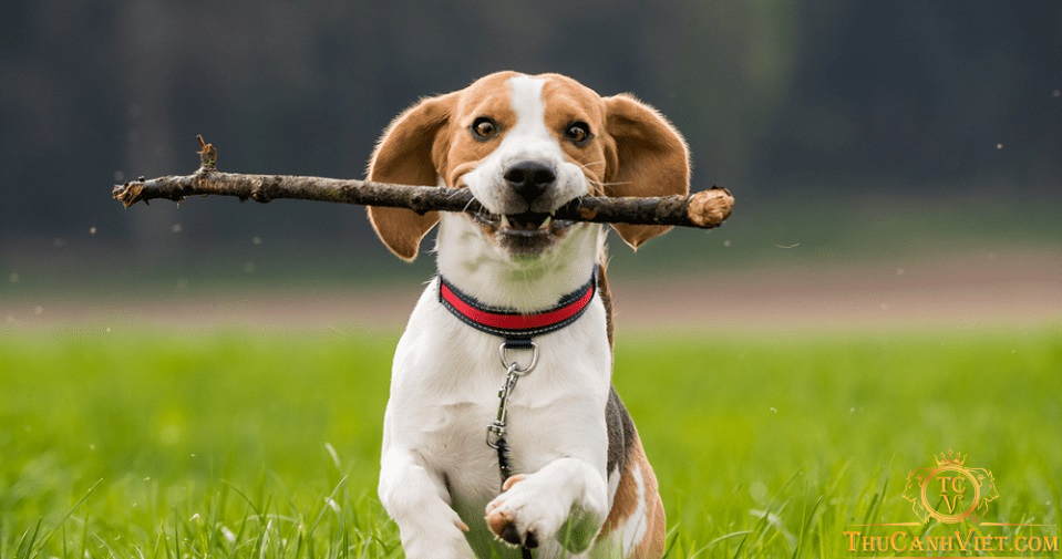 Tìm hiểu về giống chó Beagle - Giống chó săn nhỏ nhất thế giới