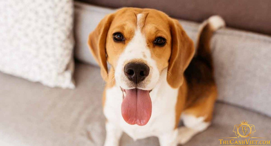 Tìm hiểu về giống chó Beagle - Giống chó săn nhỏ nhất thế giới