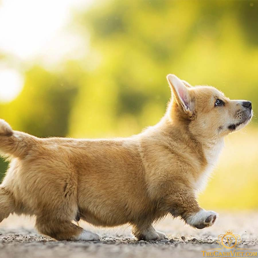 Tìm hiểu về giống chó Corgi - Giống chó chân ngắn siêu dễ thương