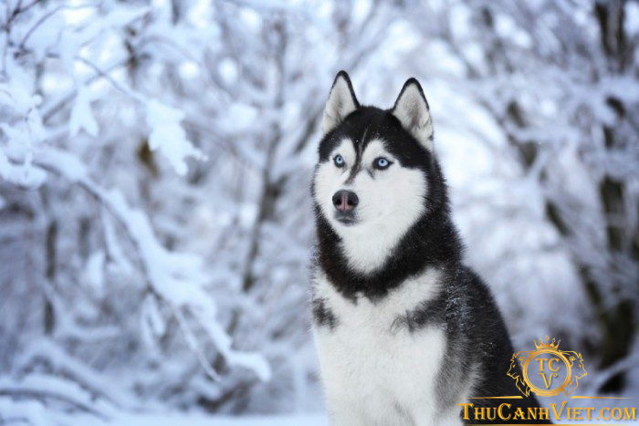 Tìm hiểu về giống chó Husky: Nguồn gốc, xuất xứ và cách nuôi dưỡng