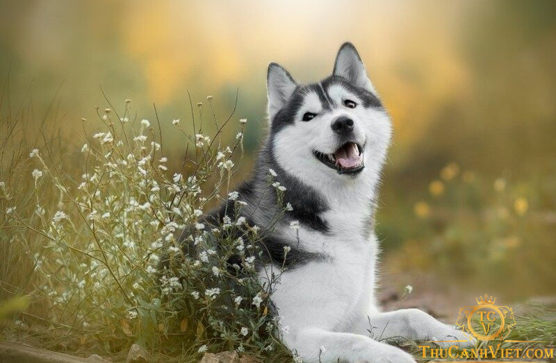 Tìm hiểu về giống chó Husky: Nguồn gốc, xuất xứ và cách nuôi dưỡng