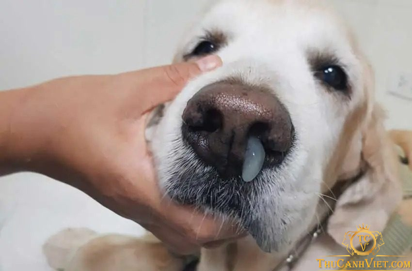 Bệnh viêm phế quản ở chó - Triệu chứng và cách phòng tránh