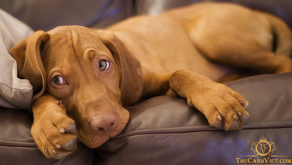 Bệnh viêm phế quản ở chó - Triệu chứng và cách phòng tránh