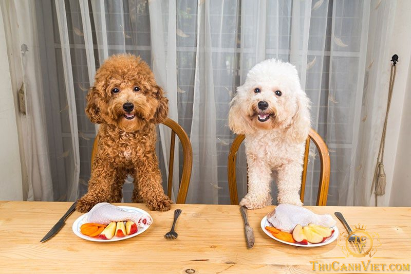 Cách chăm sóc chó Poodle: Từ dinh dưỡng đến vệ sinh
