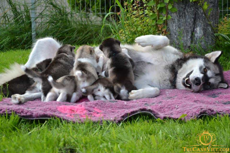 Chăm sóc chó Alaska mang thai - Những điều cần biết và lưu ý