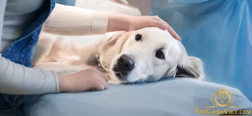 Chăm sóc chó sau khi thiến: những điều cần biết và lưu ý