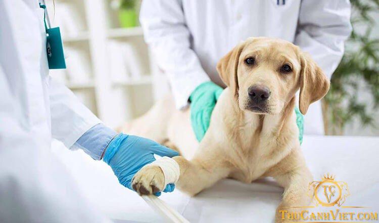 Chăm sóc chó sau khi thiến: những điều cần biết và lưu ý