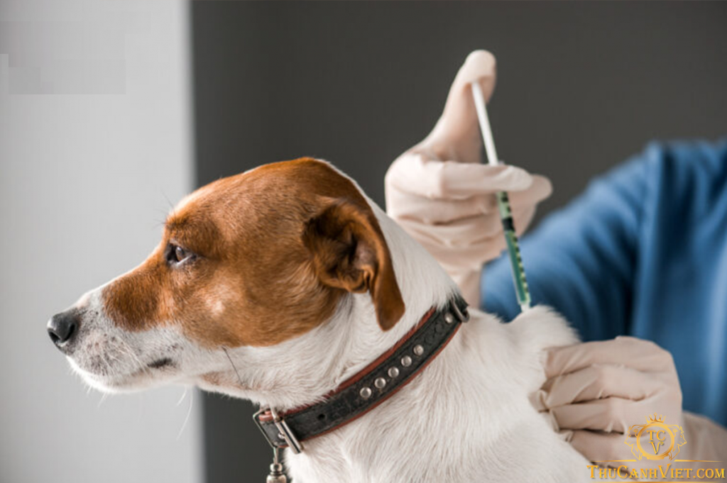 Kinh nghiệm chăm sóc chó con sau khi chích ngừa vaccine