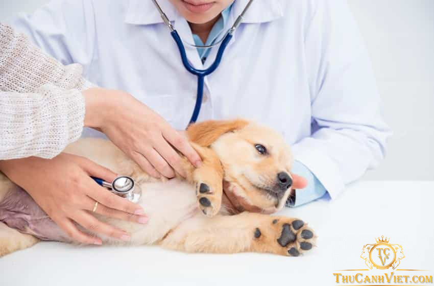 Chăm sóc chó bị viêm phổi - Triệu chứng và cách chữa trị