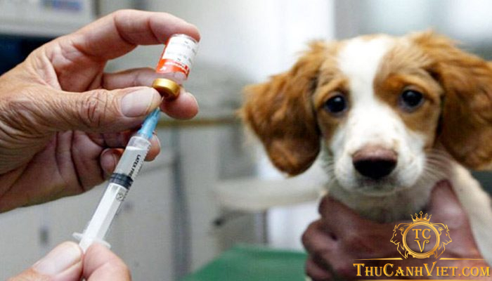 Chăm sóc chó bị viêm phổi - Triệu chứng và cách chữa trị