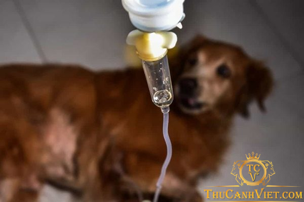 Chăm sóc chó bị đường ruột: Nguyên nhân, triệu chứng