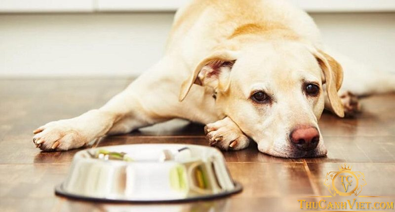 Chăm sóc chó bị đường ruột: Nguyên nhân, triệu chứng