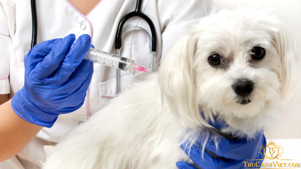 7 bước chăm sóc chó bị parvo để bảo vệ sức khỏe cho thú cưng của bạn