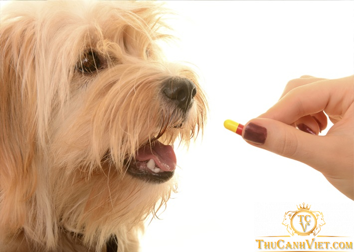 7 bước chăm sóc chó bị parvo để bảo vệ sức khỏe cho thú cưng của bạn