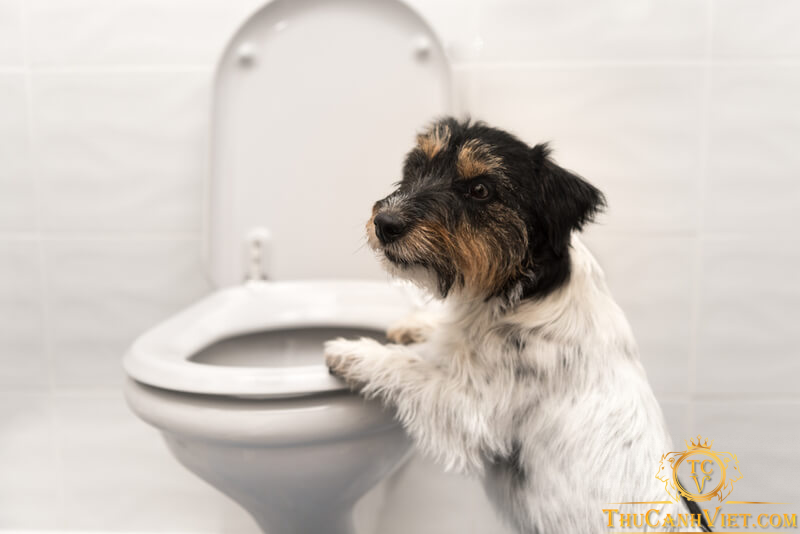Chăm sóc chó bị tiêu chảy: Nguyên nhân, triệu chứng và cách chăm sóc