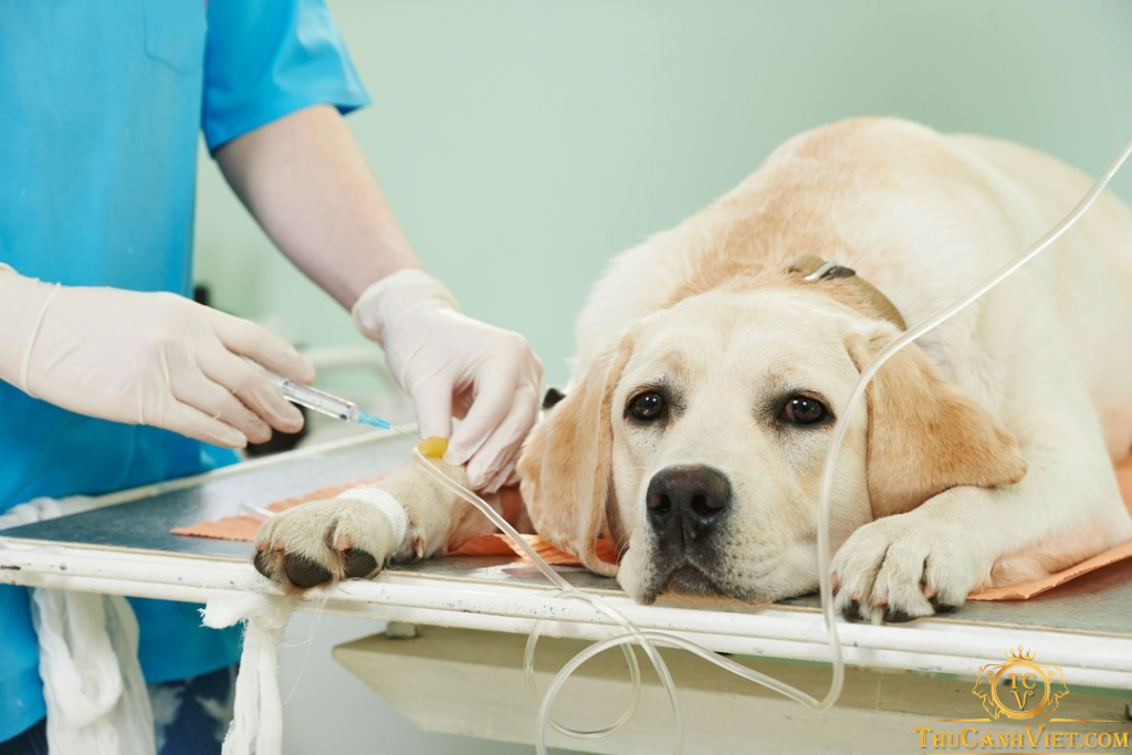 Chăm sóc chó bị tiêu chảy: Nguyên nhân, triệu chứng và cách chăm sóc