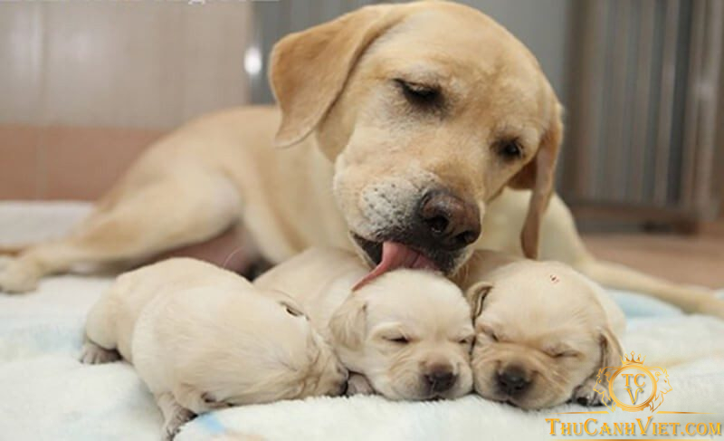 Cách chăm sóc chó mới phối giống giúp đậu thai 100%