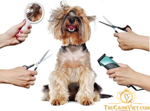 Cạo lông chó bằng tông đơ: Kỹ thuật và lời khuyên để tạo kiểu lông đẹp cho cún cưng của bạn