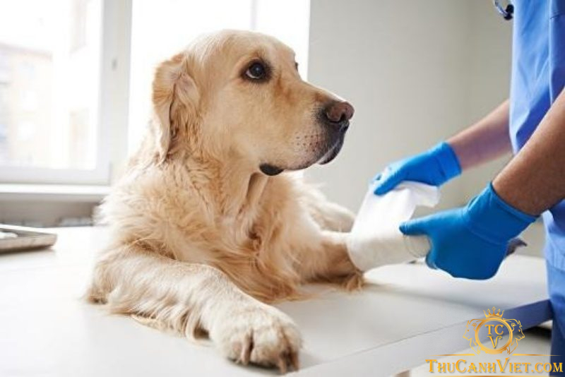 Chó bị gãy chân: cách chăm sóc, chế độ dinh dưỡng và những lưu ý