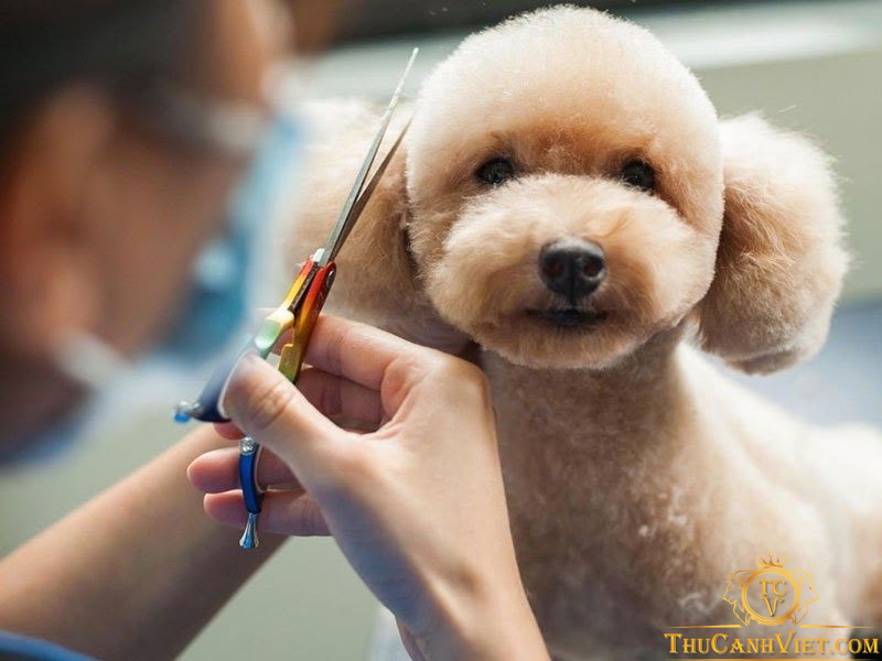 Hướng dẫn cách chăm sóc chó sau cạo lông đúng cách